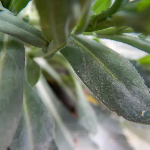Graham's Rockcress