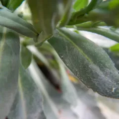 Graham's Rockcress thumbnail 1