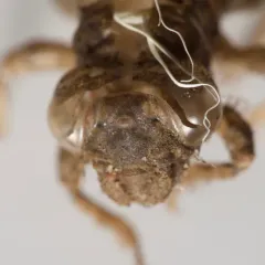 Pygmy Snaketail thumbnail 4