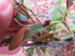 Tricholochmaea kalmiae thumbnail 2