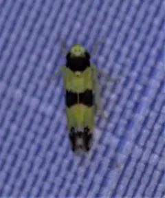 Three-banded Leafhopper thumbnail 1