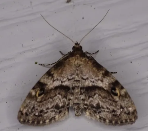 Gold-lined Melanomma Moth