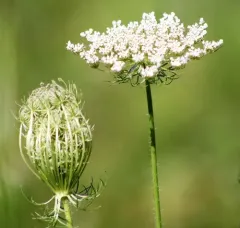 wild carrot thumbnail 2
