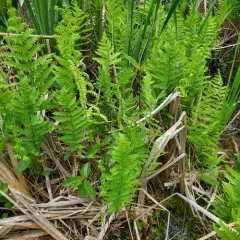 marsh fern thumbnail 4