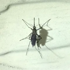Asian Bush Mosquito thumbnail 3