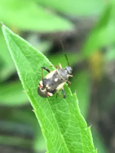 Polymerus unifasciatus