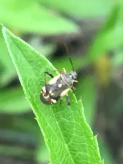 Polymerus unifasciatus thumbnail 1