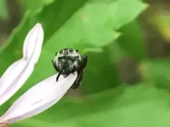 American Cellophane-cuckoo Bee thumbnail 4