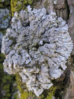 Yellow-edged Frost Lichen thumbnail 2