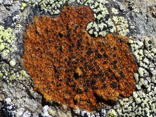 Rusty-rock Lichen
