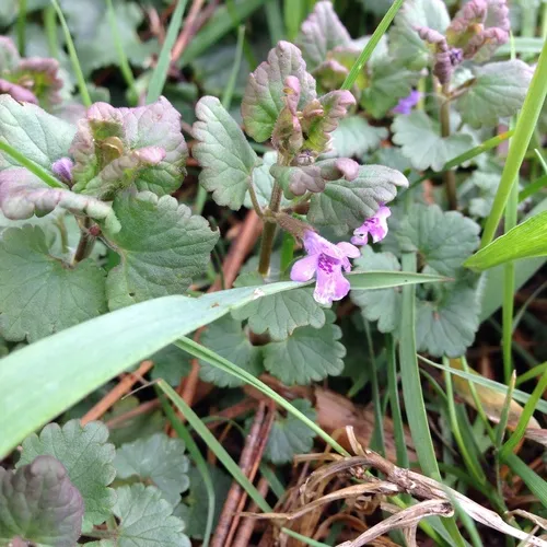 ground-ivy