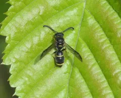 Parancistrocerus pensylvanicus thumbnail 1