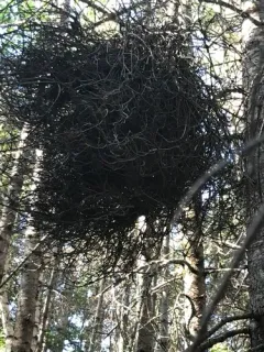 Birch Witch's-broom thumbnail 4