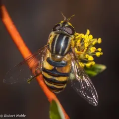Narrow-headed Marsh Fly thumbnail 2
