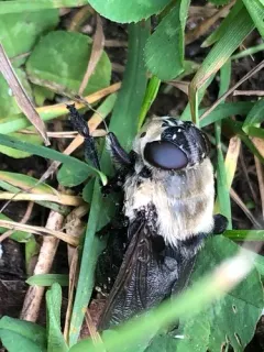 Squirrel Bot Fly thumbnail 2