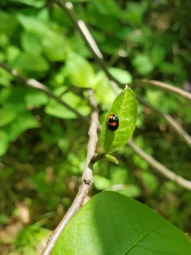 Brachiacantha dentipes