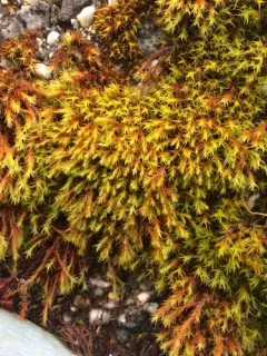 Lesser Fringe-moss thumbnail 4