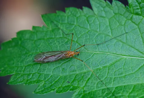 Nephrotoma suturalis
