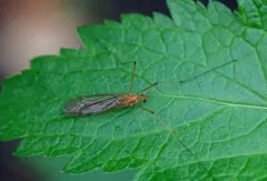 Nephrotoma suturalis thumbnail 1