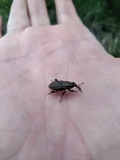 Sedge Billbug Weevil thumbnail 2