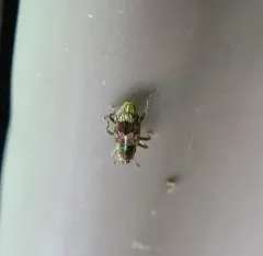 Acoptus suturalis thumbnail 3