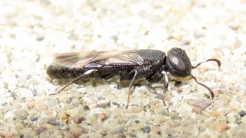 Orussus minutus