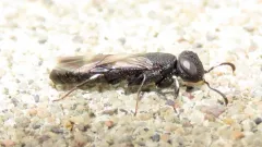 Orussus minutus thumbnail 1