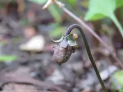 Missouri Violet thumbnail 2