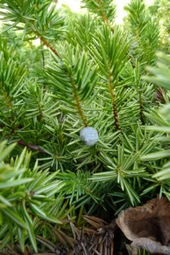 temple juniper thumbnail 2