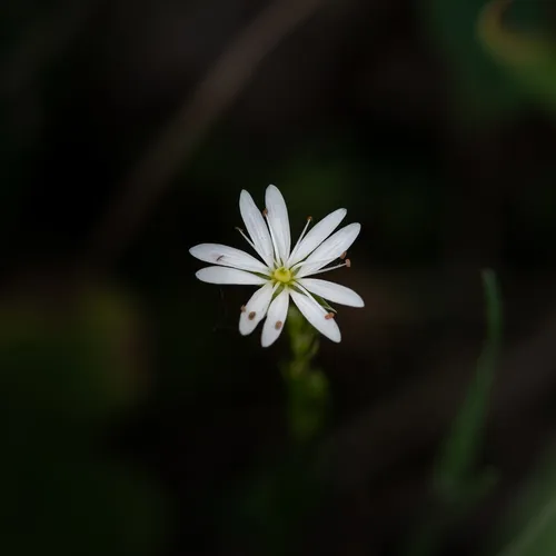 lesser stitchwort