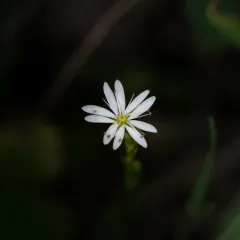 lesser stitchwort thumbnail 1