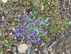Blackish Locoweed thumbnail 3