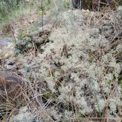 Reindeer Lichen thumbnail 2