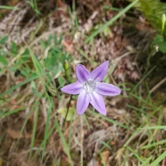 Bridges' Brodiaea thumbnail 2