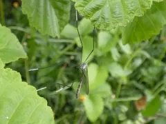 Bittacomorphella pacifica thumbnail 2