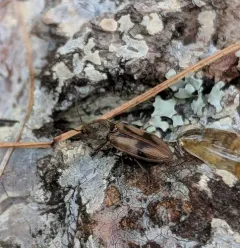 Stropenron hieroglyphica thumbnail 2