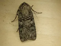 Euxoa terrenus thumbnail 2