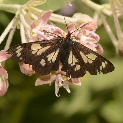 Wild Forget-me-not Moth