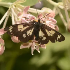 Wild Forget-me-not Moth thumbnail 1