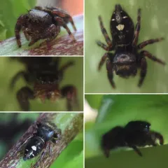 Bold Jumping Spider thumbnail 2