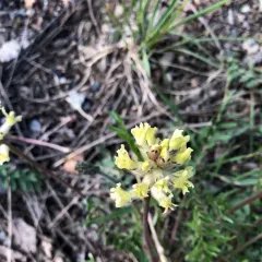 field locoweed thumbnail 2