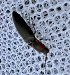 Dark Click Beetle thumbnail 2