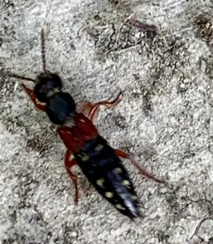 Staphylinus ornaticauda thumbnail 4