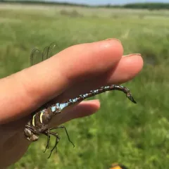 Springtime Darner thumbnail 3