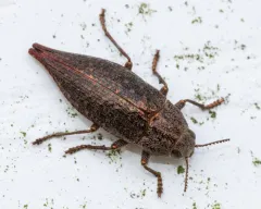 Tailed Jewel Borer thumbnail 3