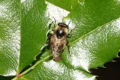 Tricoloured Bumblefly thumbnail 2