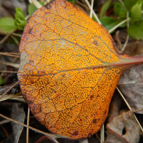 wintergreen rust