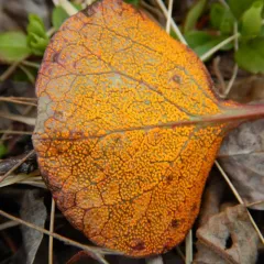 wintergreen rust thumbnail 1