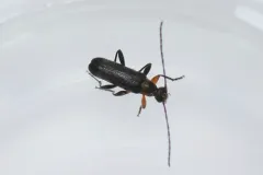Grammoptera exigua thumbnail 2