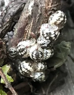 calico scale thumbnail 2